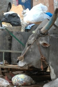 Pourquoi les vaches sont-elles sacrées en Inde ?