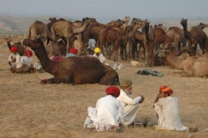La foire aux chameaux de Pushkar